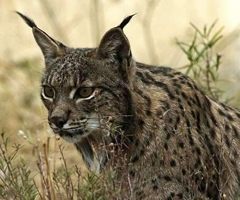 Condenado el dueño de una finca de caza de Ciudad Real por la muerte de un lince